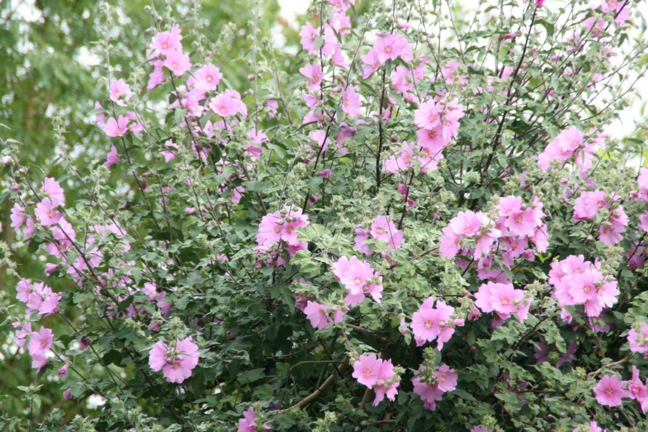 Les Demeures De La Laigne Bed and Breakfast Allas-Bocage Exteriör bild